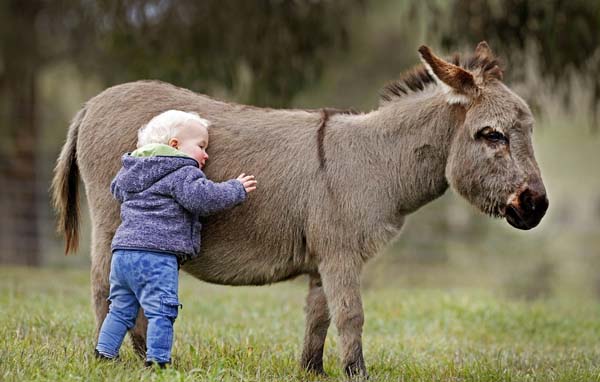 Scientists theorized that hugging a mini donkey will solve all of your problems.