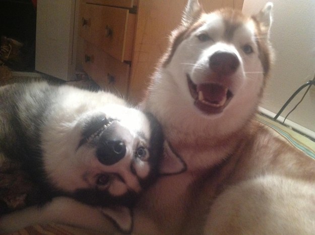 Sometimes dogs show their love by goofing around.