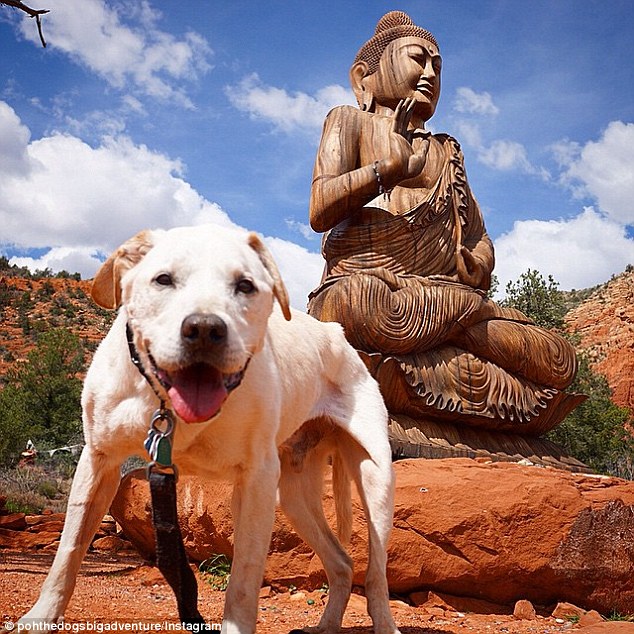 Spiritual: This photo, taken in Sedona, Arizona, was captioned: '#pohthedog is on the path of enlightenment'