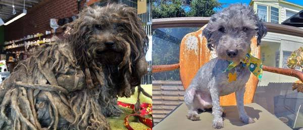 An abandoned dog's incredible transformation