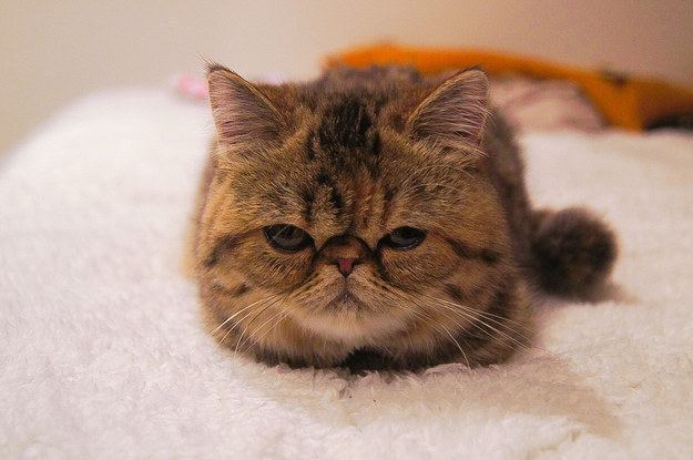 This cranky kitten understands that you're probably not in the mood for ANYTHING right now.