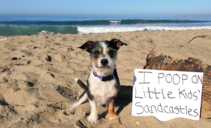 sand sand castle dog-shaming1-637x453
