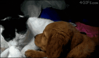 28 Animal GIFs Guaranteed To Make Your Worries Disappear