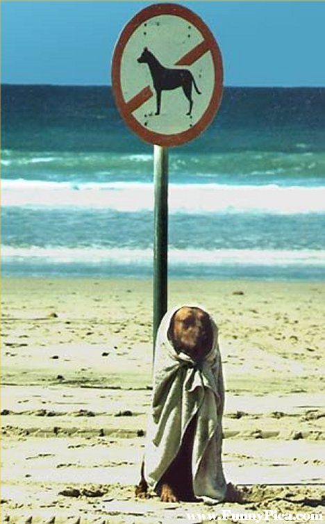 Funny Dogs - Funny Dog Picture 74 (FunnyPica.com)