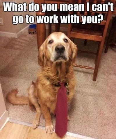 It seems that this amusing doggie is very fond to go to the office.