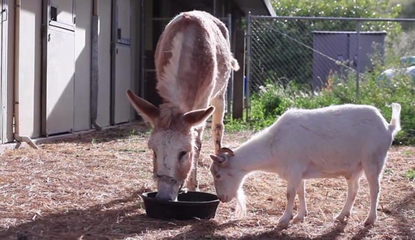 A burro and goat are reunited after being saved from a hoarder's home