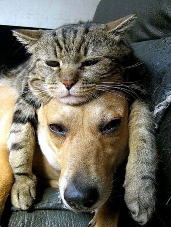 2. A dog slumped on the floor and another with a cat on his head