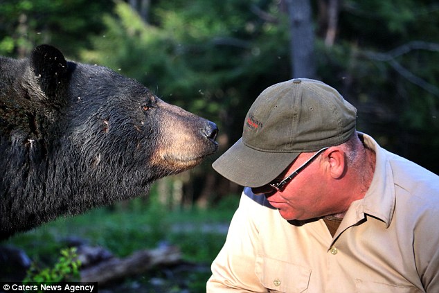 Bond: Richard Goguen, 57, from New Brunswick, Canada, has become known as the bear whisperer because of his close relationship with the area's black bear population