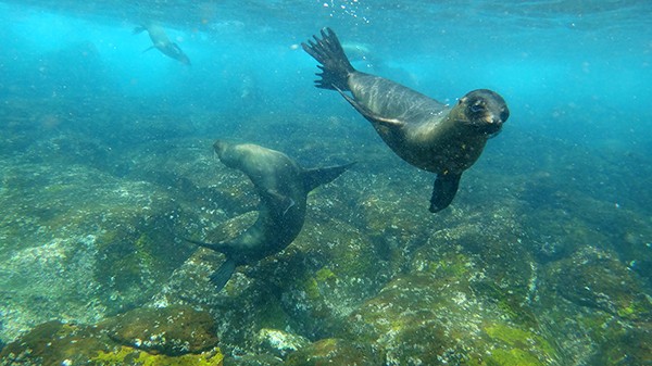 Sea Lions in Galapagos, Ecuador