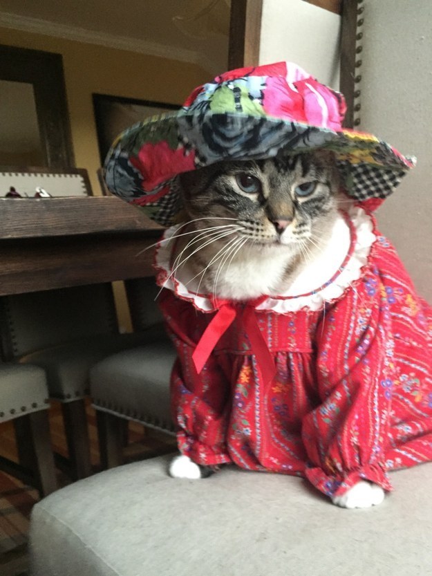Mature cats have a developed sense of style.