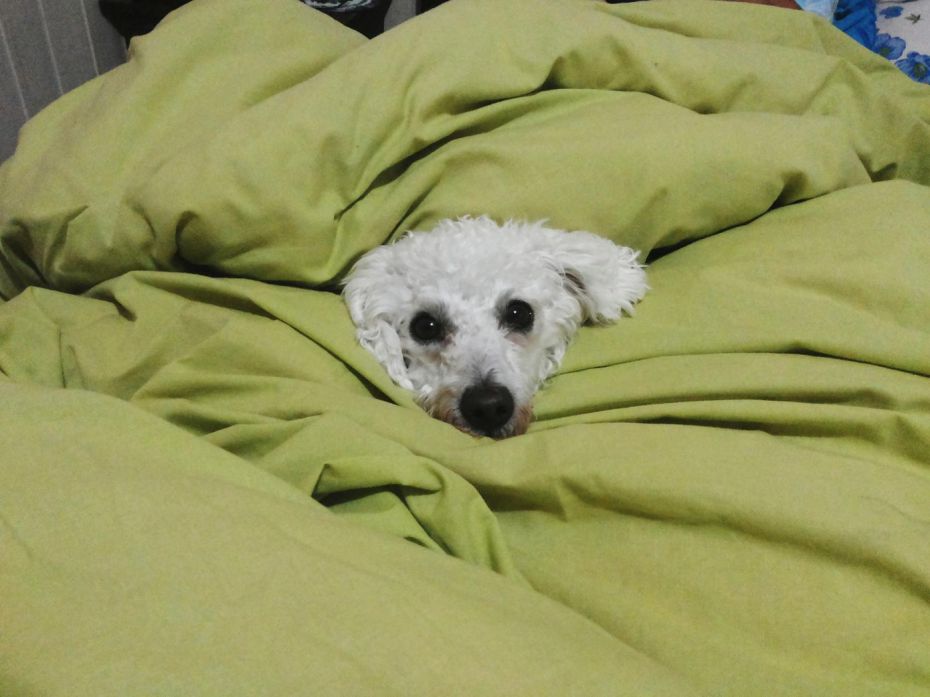 26 things you'll only know if you let your dog sleep on your bed