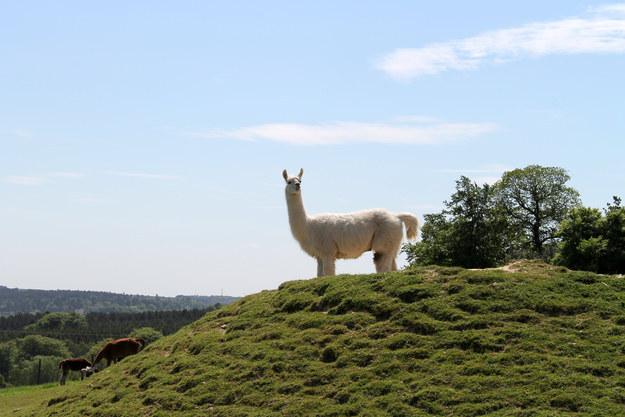 We found this llama standing on a mound, showing everyone who's boss.