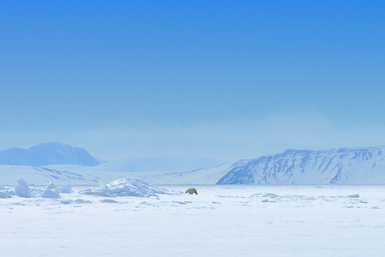 Polar Bear Arctic Canada Nunavut