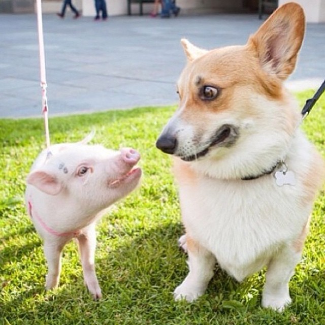 hamlet-piggy-ctute-animals-mini-pig-26