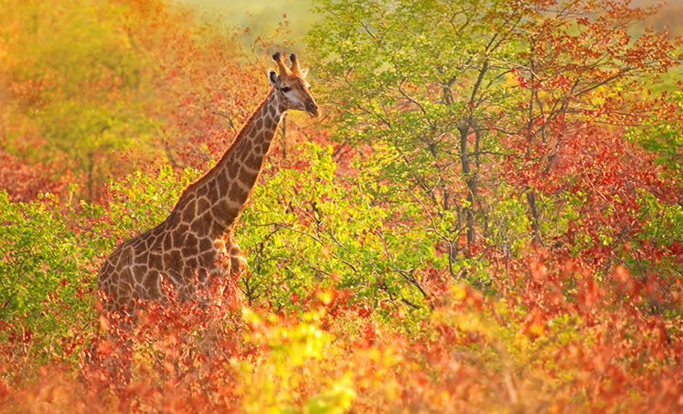 giraffe cruising through the fall foliage