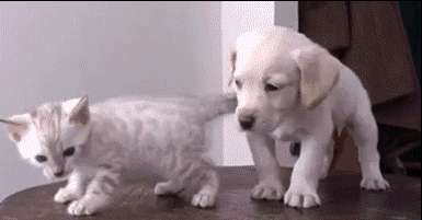 28 Animal GIFs Guaranteed To Make Your Worries Disappear