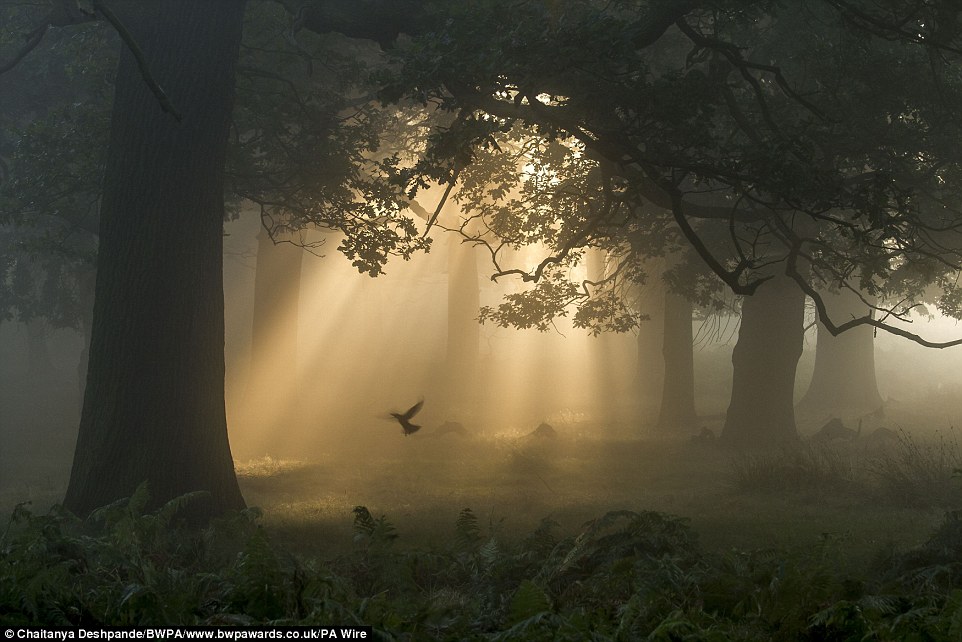 This photo taken by Chaitanya Deshpande, from London, which was entitled 'A Flutter in the Woods', scooped the wild woods prize