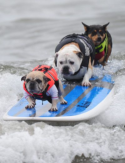 Surf Dogs, Huntington Beach, CA photo by Robyn Beck via guardian.co: The annual Surf City Surf Dog Competition. : 