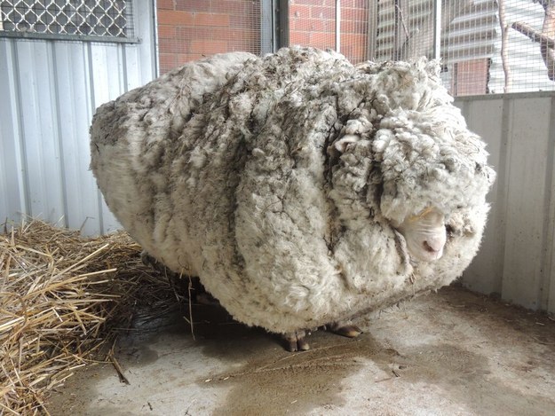 Thankfully Australia's sheep-shearing champion Ian Elkins answered the call and the epic haircut took place on Thursday morning.