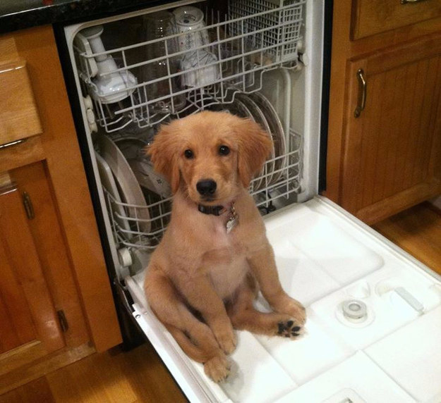 When this dude thought the dishwasher was his chair.