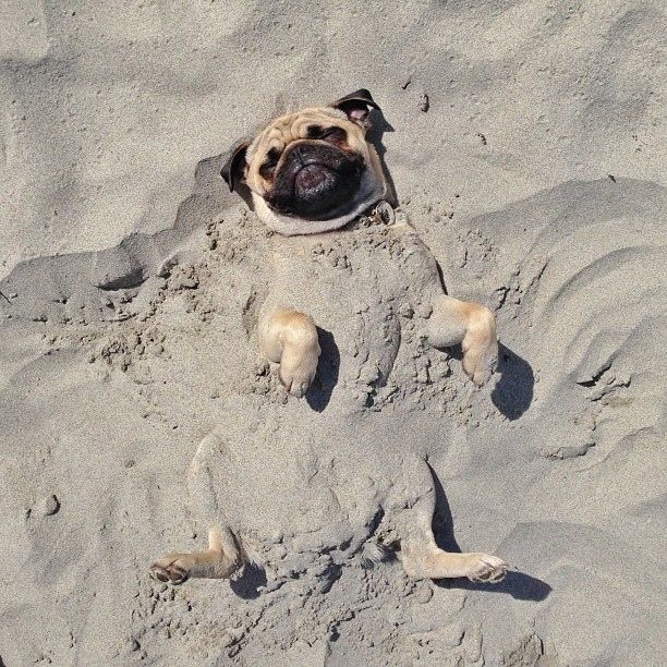 Because he can enjoy a nice day at the beach with more attitude than any other pug. | 24 Reasons Norm The Pug Is The Coolest Pug You Will Ever Meet In Your Life: 