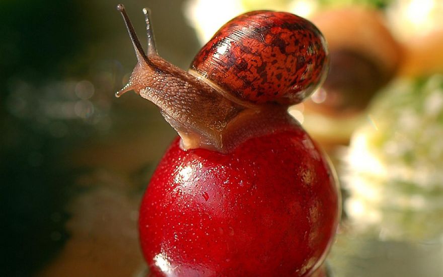 Snail Loves Cherry