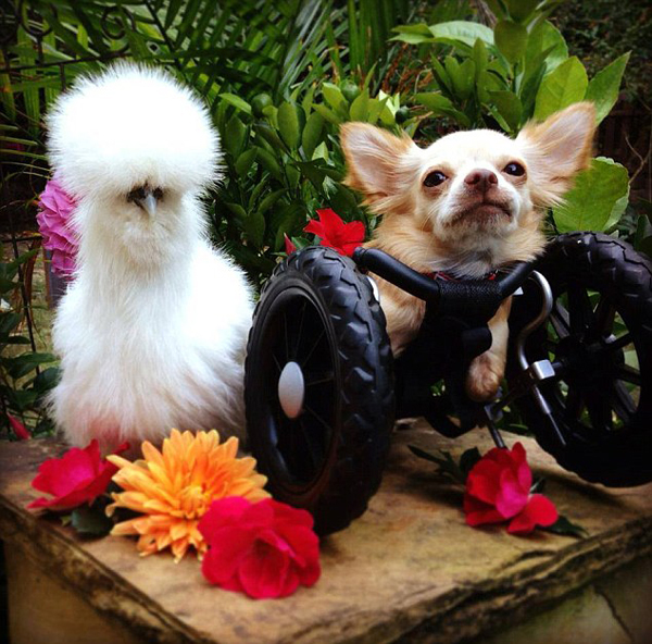 A deformed chihuahua and rescued laboratory chicken become the best of friends