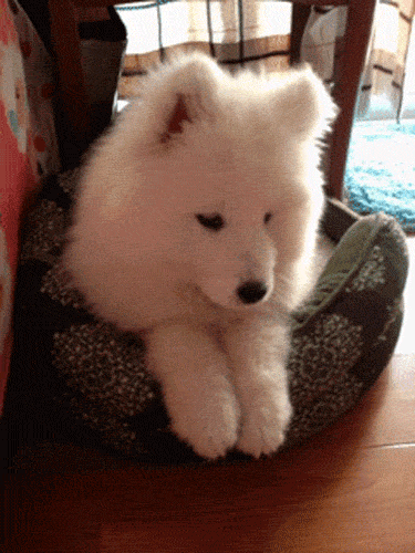 28 Animal GIFs Guaranteed To Make Your Worries Disappear