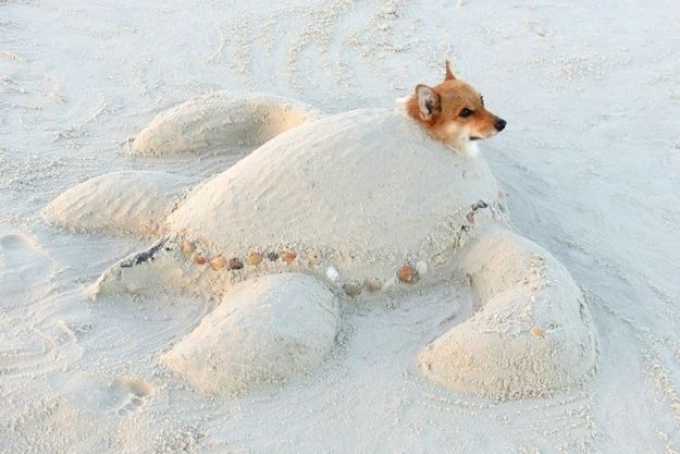 The Corgi That Thought He Was A Sea Turtle | The 40 Most Important Corgis Of 2013my friend ray would die: 