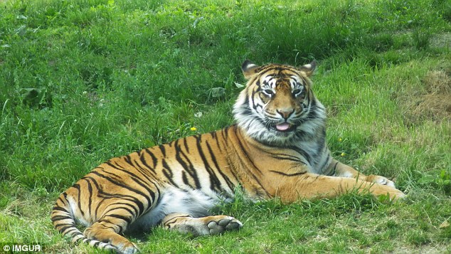 Although it was initially restricted to just domestic cats, the trend now appears to have expanded to even include tigers