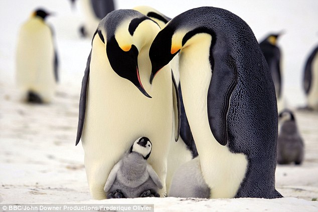 Emperor penguins can go without food for upto four months while waiting for their chicks to hatch, which requires them to have specially adapted metabolisms for storing and using fat through in the cold winter