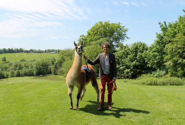 Yes, llamas and humans are natural companions.