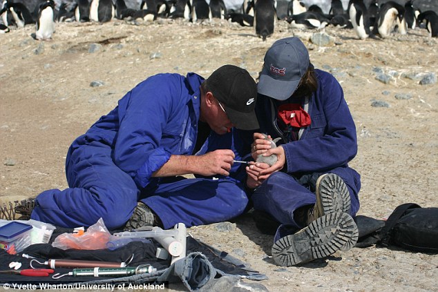 Researchers took blood samples from Adélie penguins (pictured) on Inexpressible Island  in Antarctica