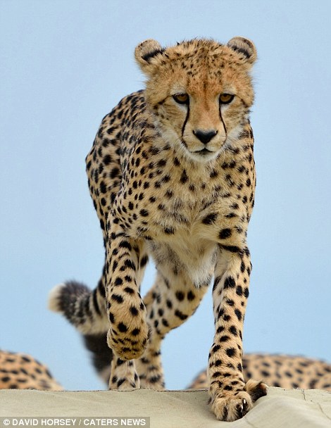 Incredibly close up photos were taken of a cheetah and his family in Kenya on June 12.