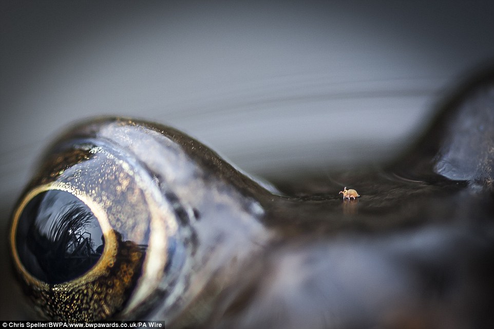 Chris Speller from Bristol captured this stunning image of a frog to secure the win in the closer to nature category