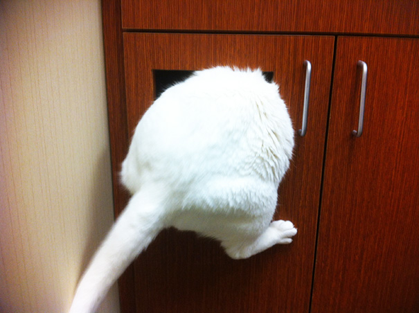 I Also Took My Cat To The Vet