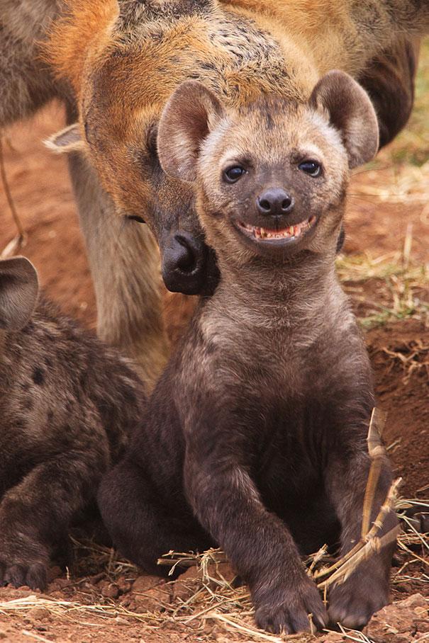 smiling hyena