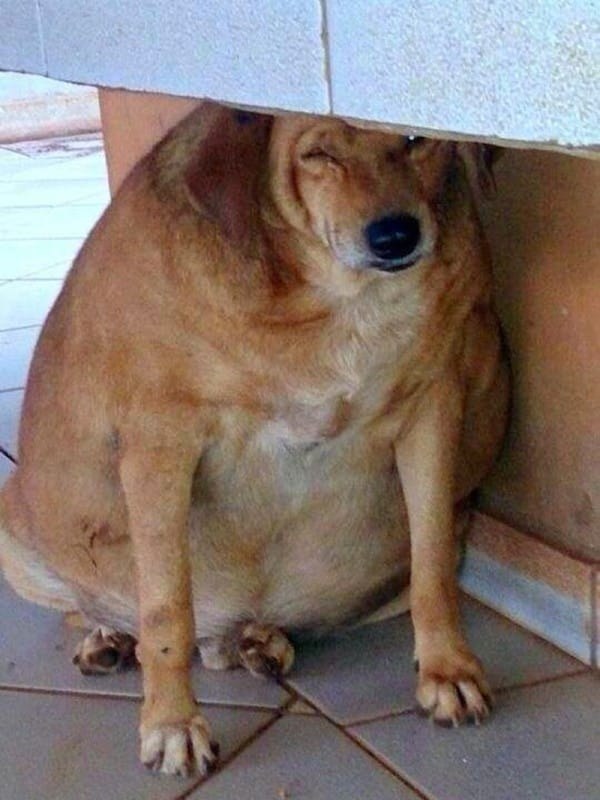 Meet Bolinha, an 80-pound stray dog from western Brazil.