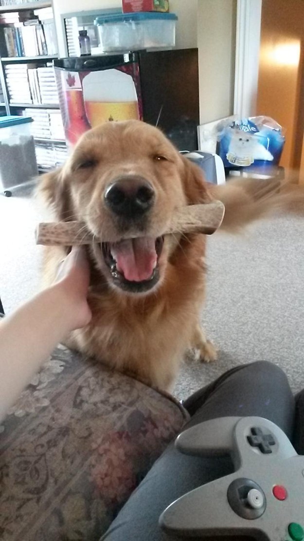 This dog who is sooo happy to have a new bone.