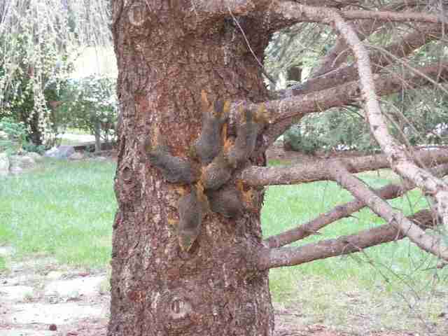 Baby Squirrels Find Themselves Trapped In The Most Awkward Situation