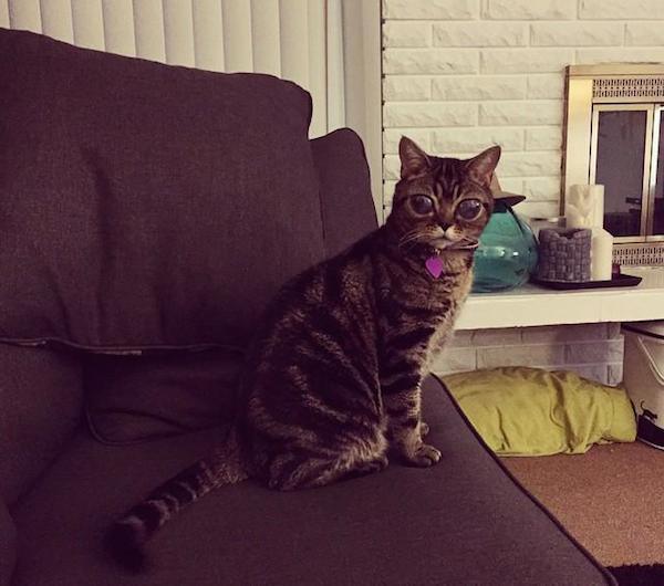 Matilda the cats giant eyes are a medical mystery (8 Photos) 980x-3