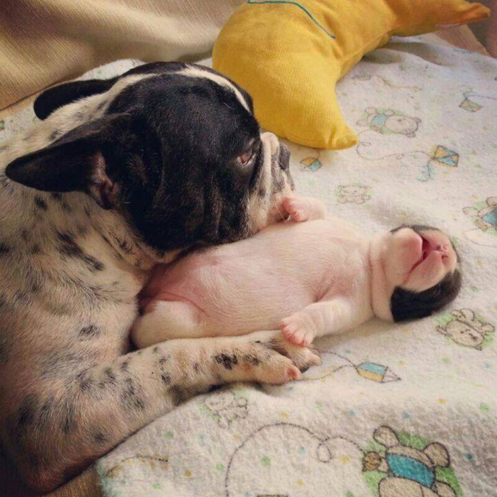 French Bulldog And Its Puppy