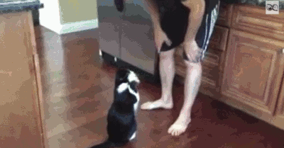 28 Animal GIFs Guaranteed To Make Your Worries Disappear