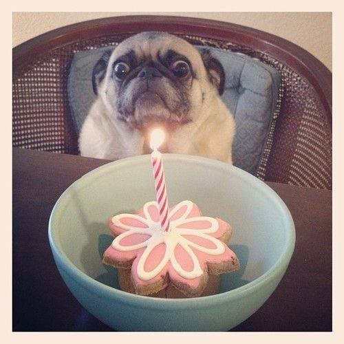 birthday,candles,dogs,pugs,worried,Sweet Treats