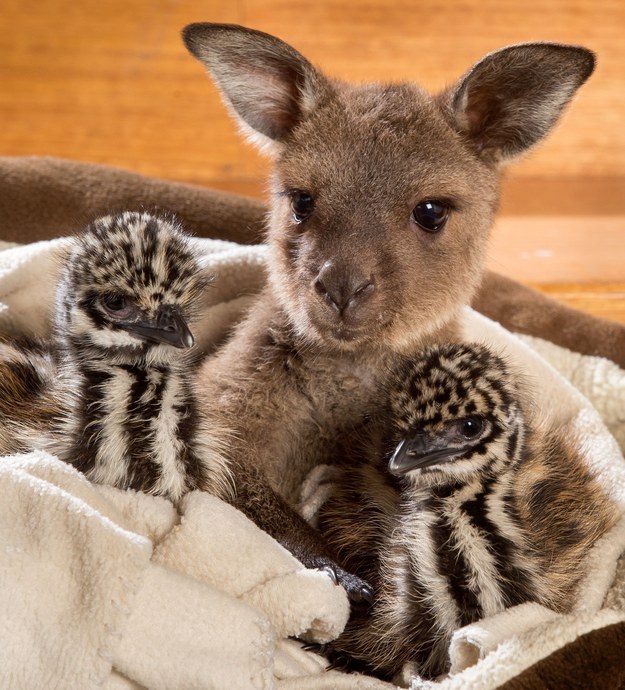 HERE IS A BABY ROO WITH TWO BABY EMUS YOU ARE WELCOME.