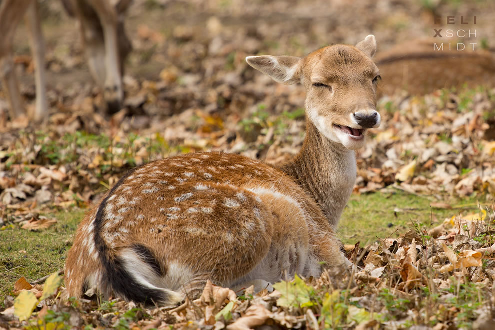 Autumn Laughing deer doe during fall at Saxony-Anhalt, Germany