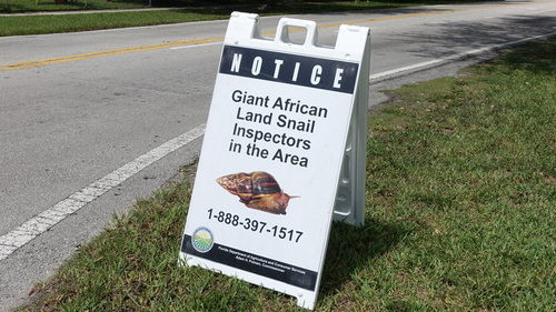 Inspectors put up street signs to alert residents that a snail hunt is underway in Miami, Florida, on July 17, 2015.