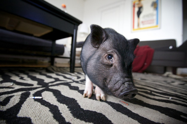 The most encouraging little pig named Puddle.