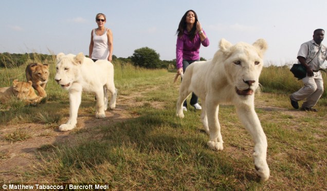 With fewer than 100 surviving in the wild, these lions have been raised from birth to be comfortable in the presence of humans