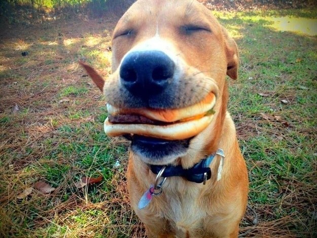 This dog who looks like he just tasted a hamburger for the first time.